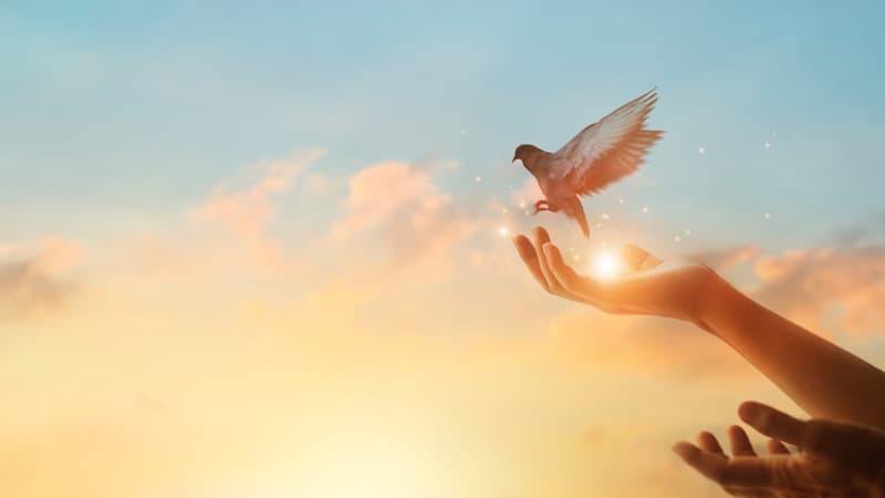 Person releases a dove in front of the sky at sunrise