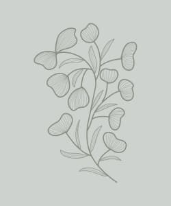 Line drawing of a leaves - Gratitude Practice icon